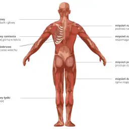 Anatomia człowieka: widok z tyłu ukazujący wszystkie mięśnie, ich nazwy i funkcje, np. mięsień naramienny podnoszący ramię.