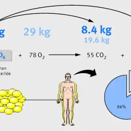 Schemat pokazuje, że po jakim czasie niejedzenia organizm spala tłuszcz, przekształcając 10 kg trójglicerydów w 8,4 kg CO₂ i 1,6 kg H₂O.