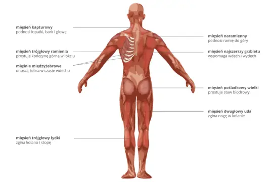 Anatomia człowieka: widok z tyłu ukazujący wszystkie mięśnie, ich nazwy i funkcje, np. mięsień naramienny podnoszący ramię.