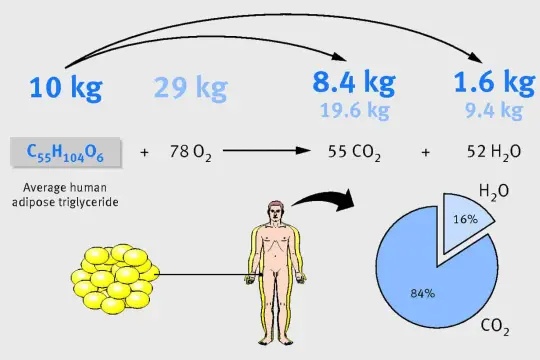 Schemat pokazuje, że po jakim czasie niejedzenia organizm spala tłuszcz, przekształcając 10 kg trójglicerydów w 8,4 kg CO₂ i 1,6 kg H₂O.