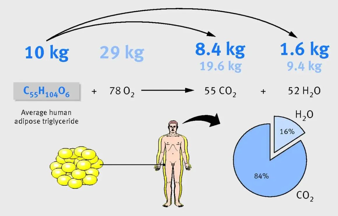 Schemat pokazuje, kiedy organizm spala tłuszcz, a kiedy mięśnie. 10 kg tłuszczu to 8.4 kg CO2 i 1.6 kg H2O.