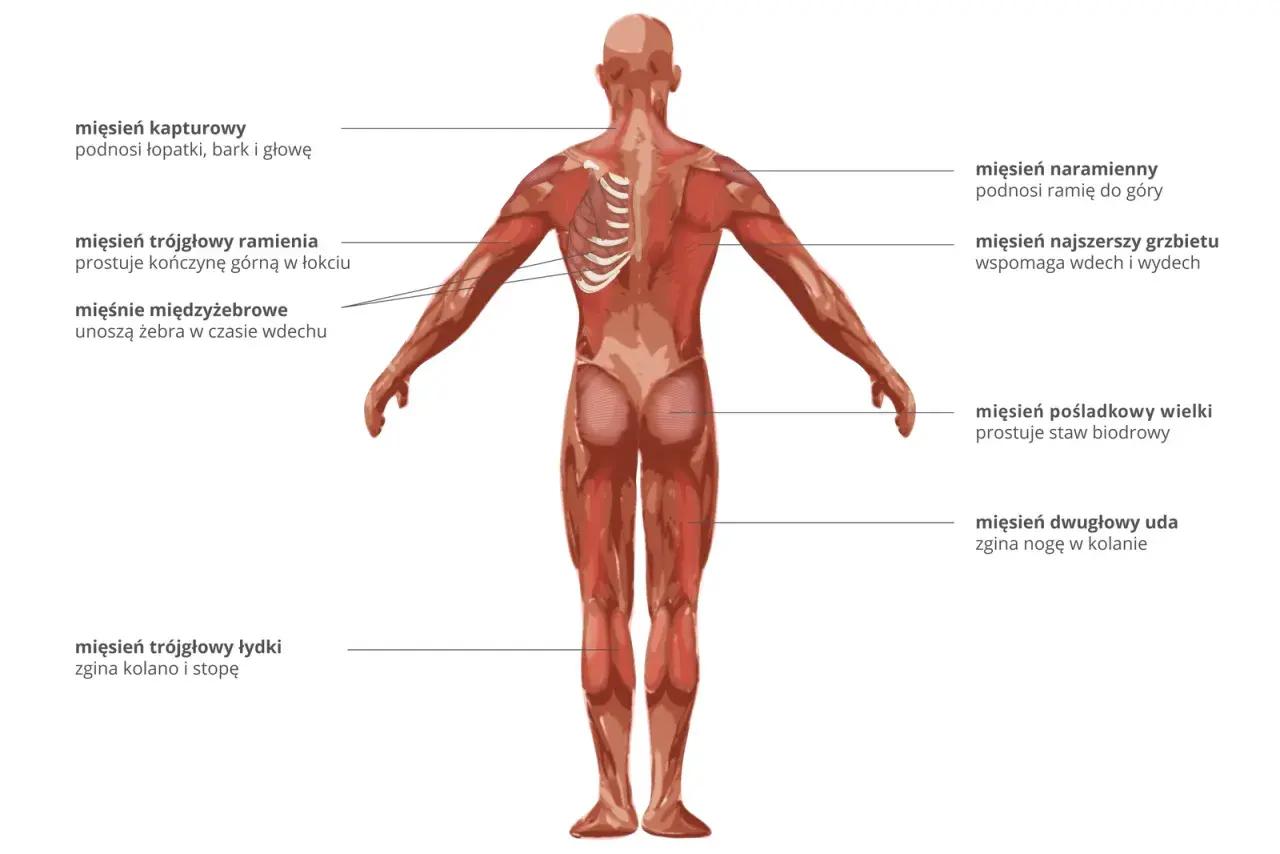 Anatomia człowieka: widok z tyłu ukazujący wszystkie mięśnie, ich nazwy i funkcje, np. mięsień naramienny podnoszący ramię.
